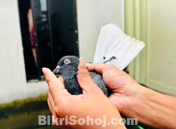 মোসলদম এবং খাকি নড়